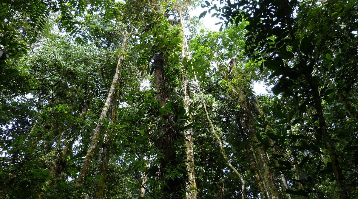 Sumaco Napo Galeras Ecuador S Ecological Treasure LAC Geo